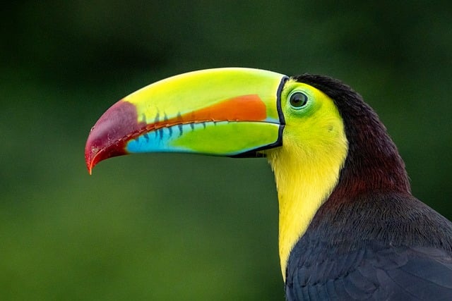 Costa Rica Volleyball
