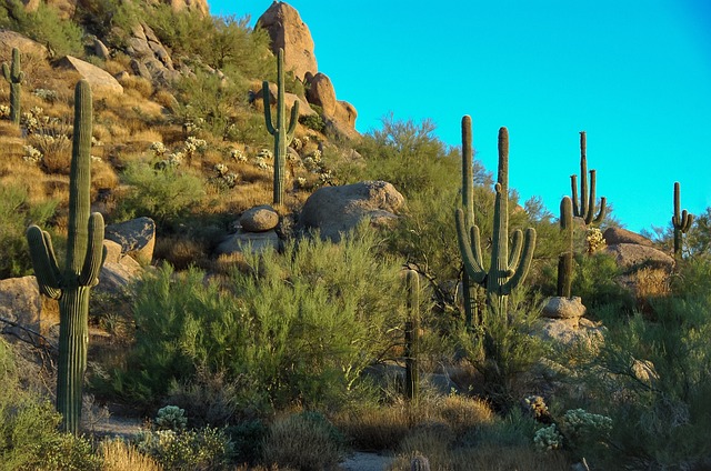 Scottsdale Volleyball